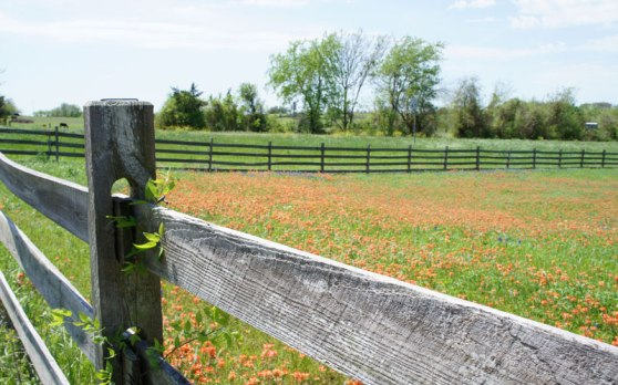 Final-Texas-Field