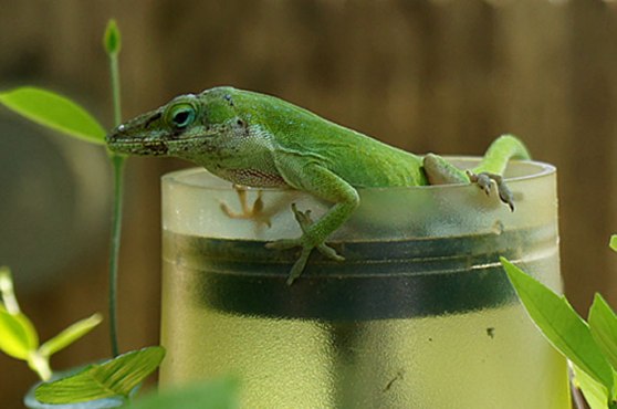 Final-Lizard-DSC02363