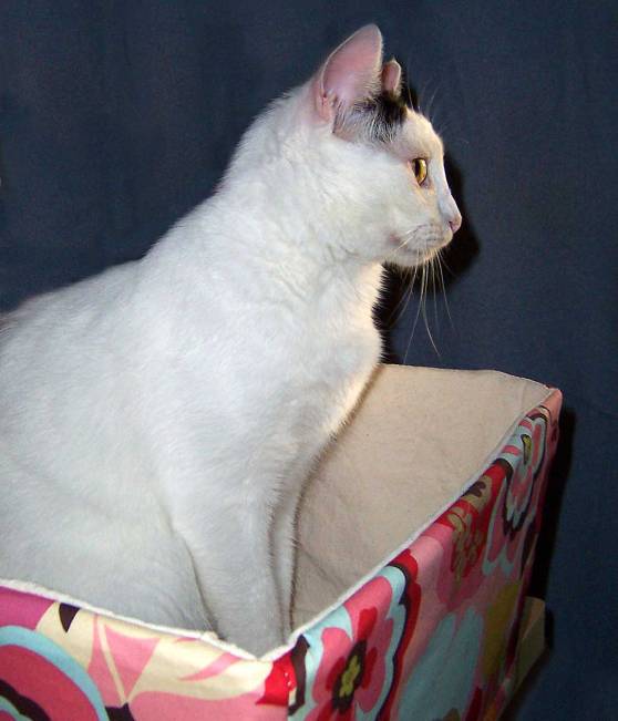 Final_Binx-2_100_1120