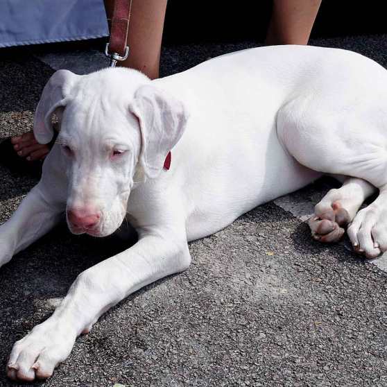 6-Final-White-Dog-DSC03722