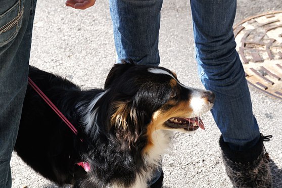 Herding-Dog-Fullsize-DSC037