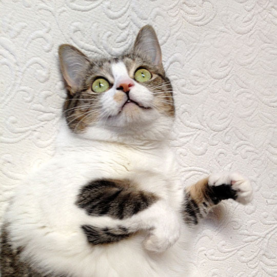 Final-Lucy-Stretch-IMG_0509