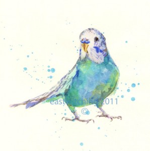 Parakeet_il_