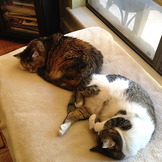 Final-1-Peyton-LucyIMG_0541