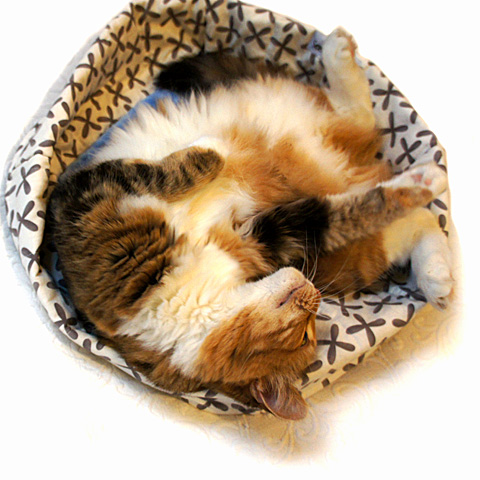 Final-Peyeton-Curled