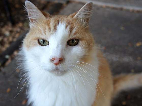 Final-Sherman-DSC04101