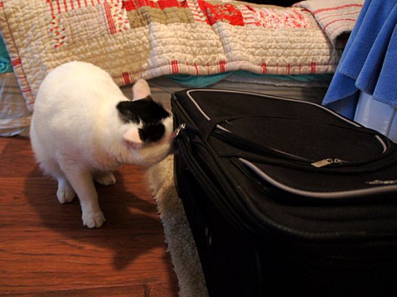 Final-Binx-Looking-DSC05061