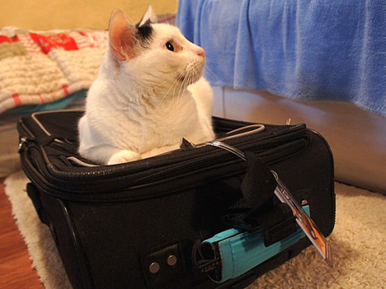 Final-Binx-Suitcase-DSC0505