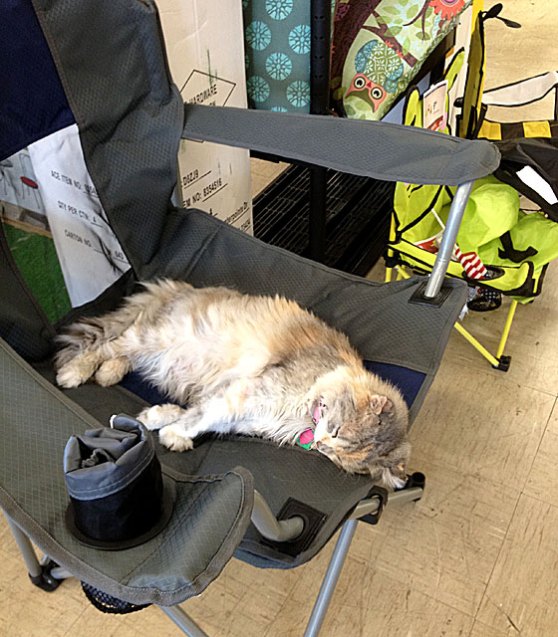 Final-Callie-at-Ace-IMG_075