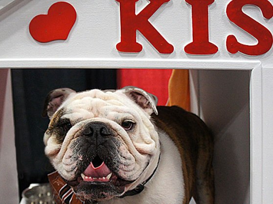 Final-Expo-Bulldog-DSC05126