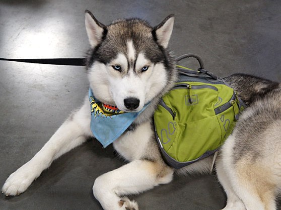 Final-Expo-Husky-DSC05133