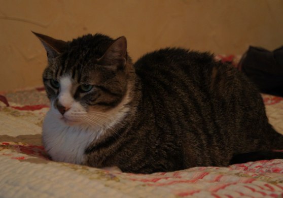 Original-Mr.-Moo-DSC05076