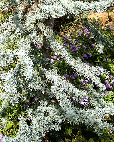 Final-Atlas-Blue-Cedar