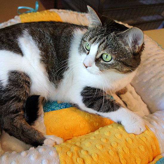 Final-Lucy-Minky-Bed