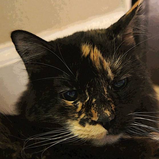 Big-Kitty-2--DSC03185